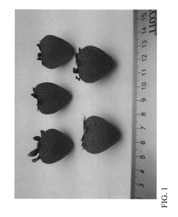 Figure 1 of US plant patent PP30789, the photograph of DrisStrawSixty printed in the patent.