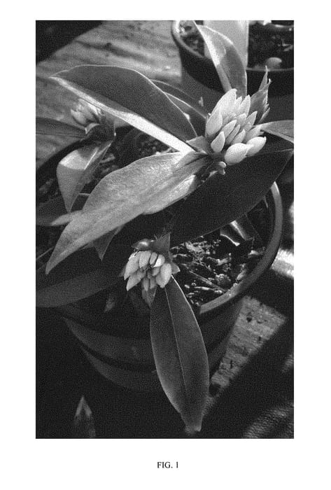 Figure 1 of US plant patent PP30790, the photograph of DAPJUR02 printed in the patent.