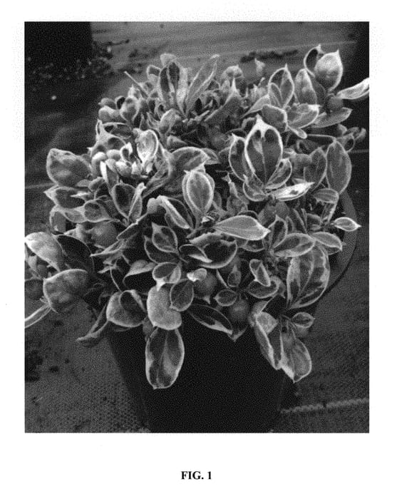 Figure 1 of US plant patent PP30791, the photograph of Gaulbri 1 printed in the patent.