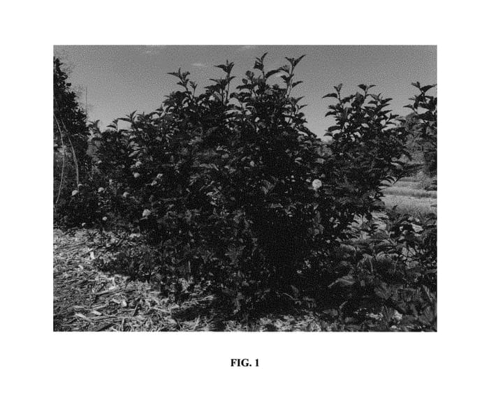 Figure 1 of US plant patent PP30792, the photograph of UMNHarpell printed in the patent.