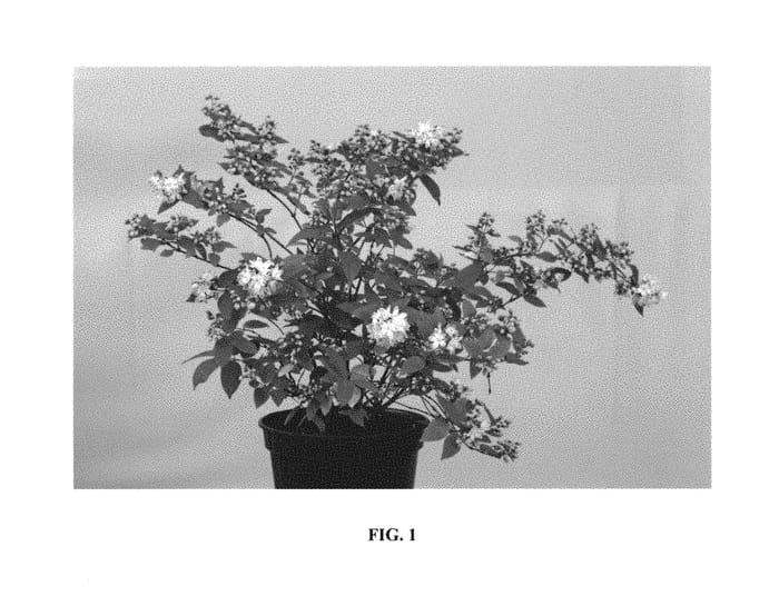 Figure 1 of US plant patent PP30793, the photograph of Low 18 printed in the patent.