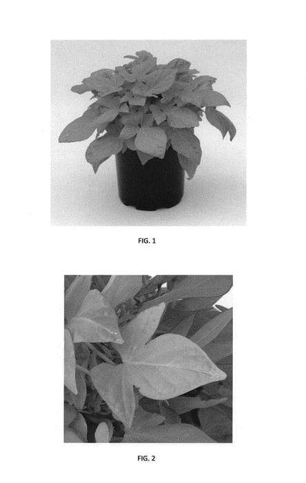 Figure 1 of US plant patent PP30794, the photograph of Balspotimart printed in the patent.