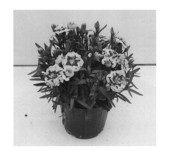 Figure 1 of US plant patent PP30795, the photograph of KLEDP18090 printed in the patent.
