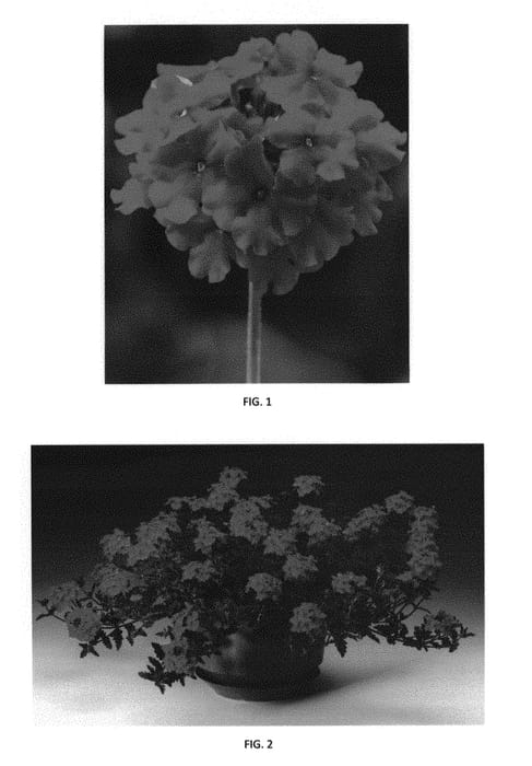 Figure 1 of US plant patent PP30796, the photograph of VEAZ0052 printed in the patent.