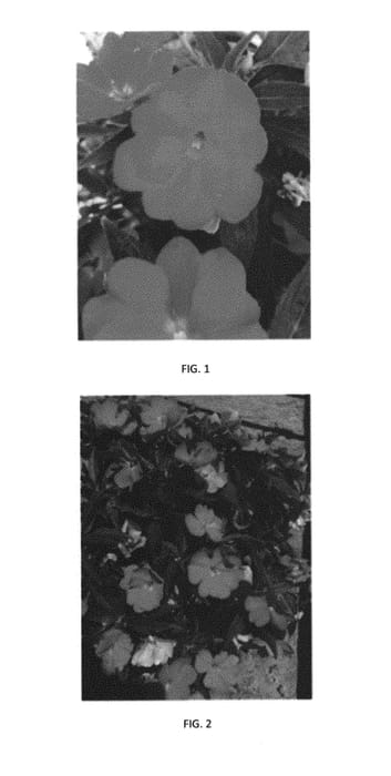Figure 1 of US plant patent PP30797, the photograph of IMGZ0016 printed in the patent.