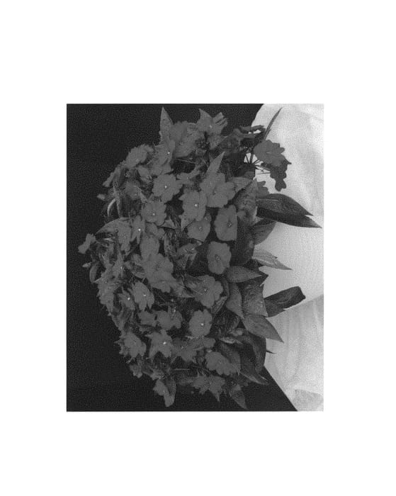 Figure 1 of US plant patent PP30798, the photograph of Doimssdare printed in the patent.