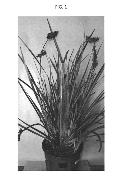 Figure 1 of US plant patent PP30800, the photograph of LEP01 printed in the patent.