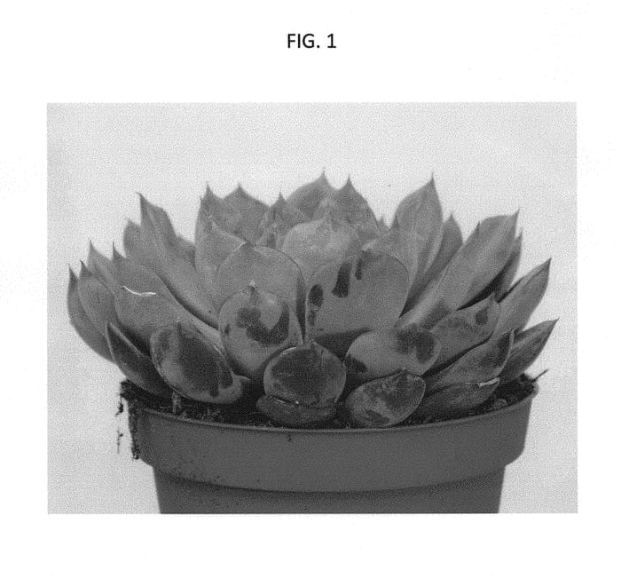 Figure 1 of US plant patent PP30801, the photograph of TSAECH1710 printed in the patent.