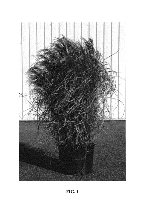 Figure 1 of US plant patent PP30802, the photograph of EMPMIS01 printed in the patent.