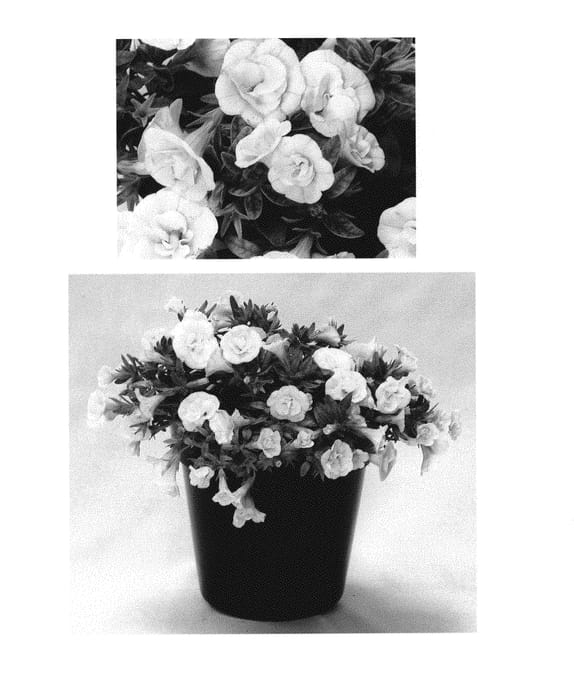 Figure 1 of US plant patent PP30803, the photograph of USCAL51505 printed in the patent.
