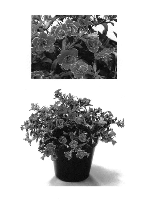 Figure 1 of US plant patent PP30804, the photograph of USCAL81302 printed in the patent.