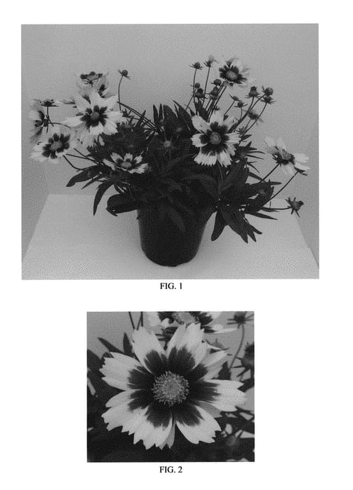 Figure 1 of US plant patent PP30805, the photograph of Super Star printed in the patent.