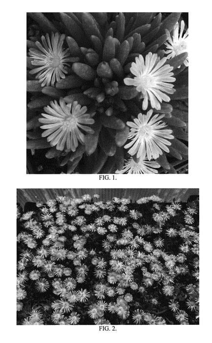 Figure 1 of US plant patent PP30806, the photograph of Orange Crush printed in the patent.