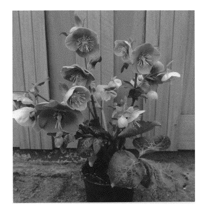Figure 1 of US plant patent PP30807, the photograph of EPB 24 printed in the patent.