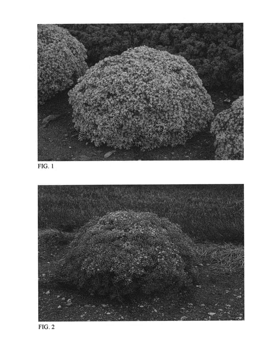 Figure 1 of US plant patent PP30808, the photograph of Bundle of Joy printed in the patent.