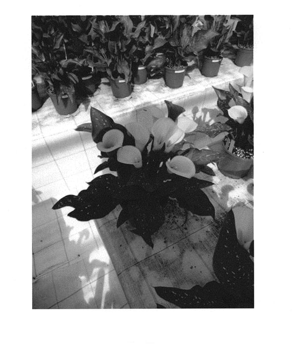 Figure 1 of US plant patent PP30809, the photograph of Gold Label printed in the patent.