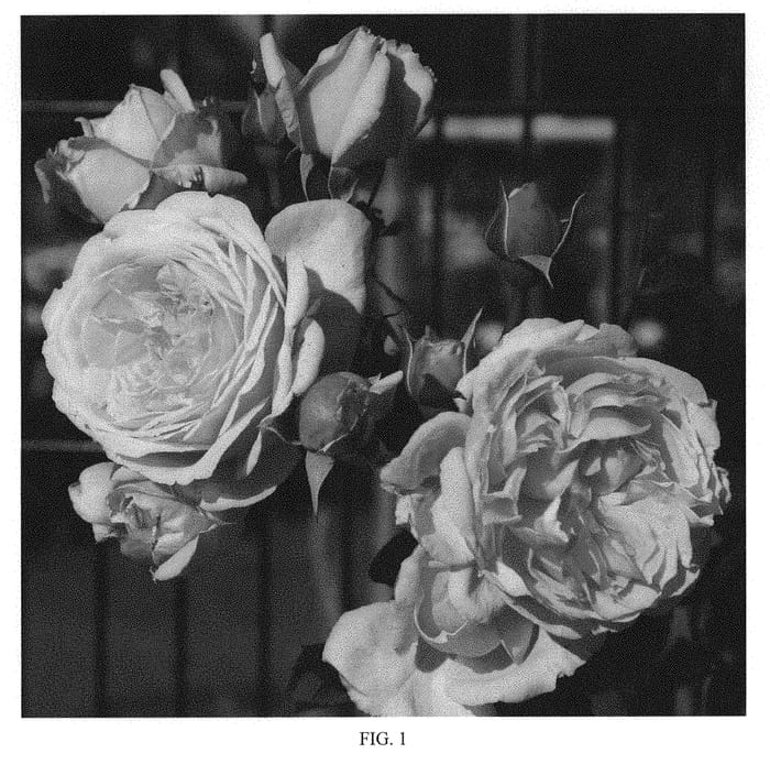Figure 1 of US plant patent PP30810, the photograph of KORnagelio printed in the patent.