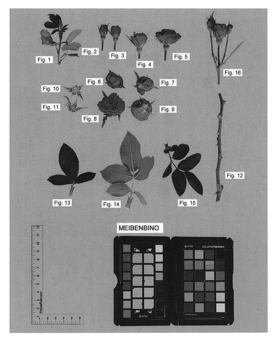 Figure 1 of US plant patent PP30811, the photograph of MEIBENBINO printed in the patent.