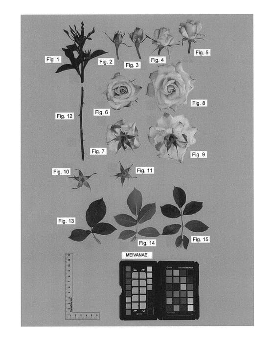 Figure 1 of US plant patent PP30812, the photograph of MEIVANAE printed in the patent.