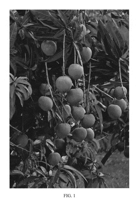 Figure 1 of US plant patent PP30813, the photograph of NMBP-4069 printed in the patent.