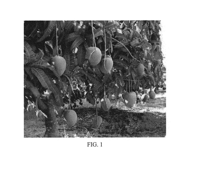 Figure 1 of US plant patent PP30814, the photograph of NMBP-1243 printed in the patent.