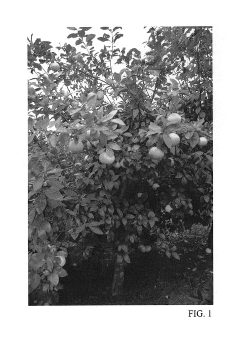 Figure 1 of US plant patent PP30815, the photograph of Tift2-16 printed in the patent.