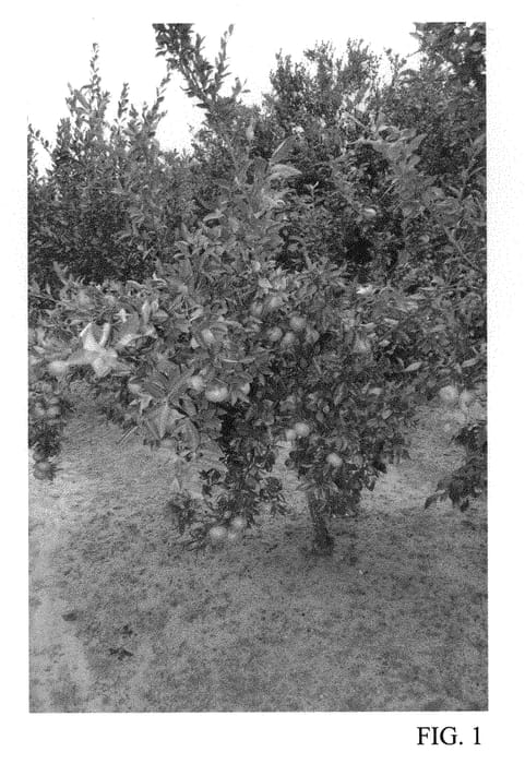 Figure 1 of US plant patent PP30816, the photograph of Tift3-46 printed in the patent.