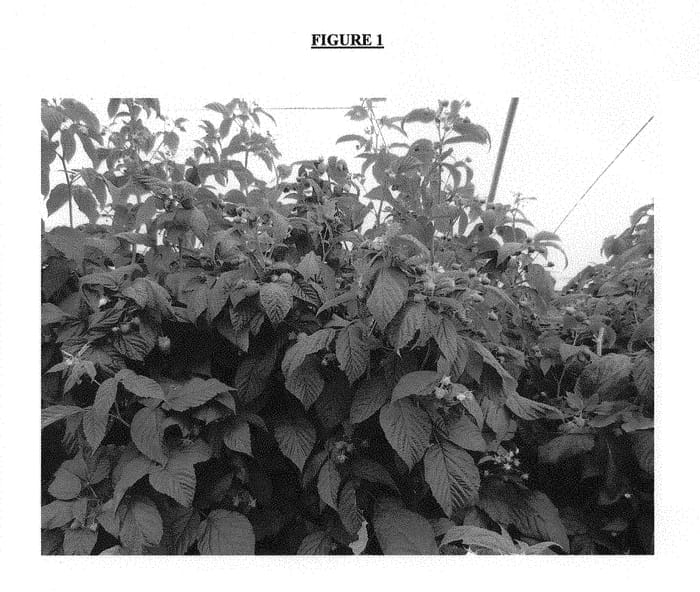 Figure 1 of US plant patent PP30817, the photograph of IMAGINE printed in the patent.
