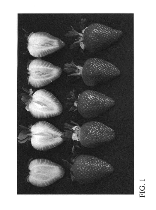 Figure 1 of US plant patent PP30818, the photograph of DrisStrawSixtyFive printed in the patent.