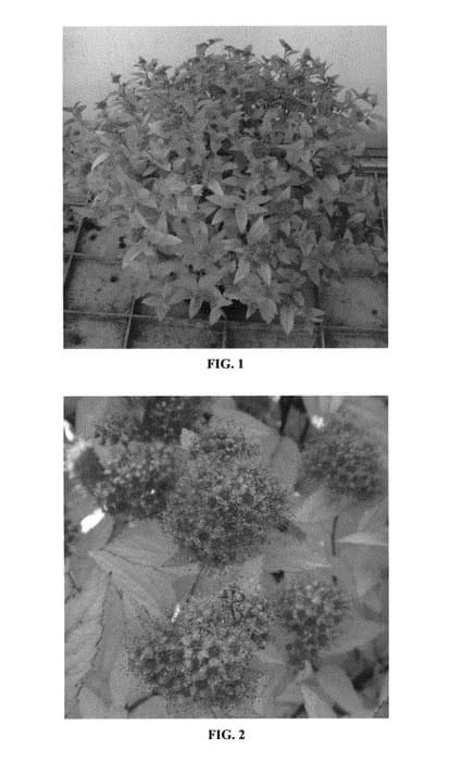 Figure 1 of US plant patent PP30819, the photograph of Minspil04 printed in the patent.