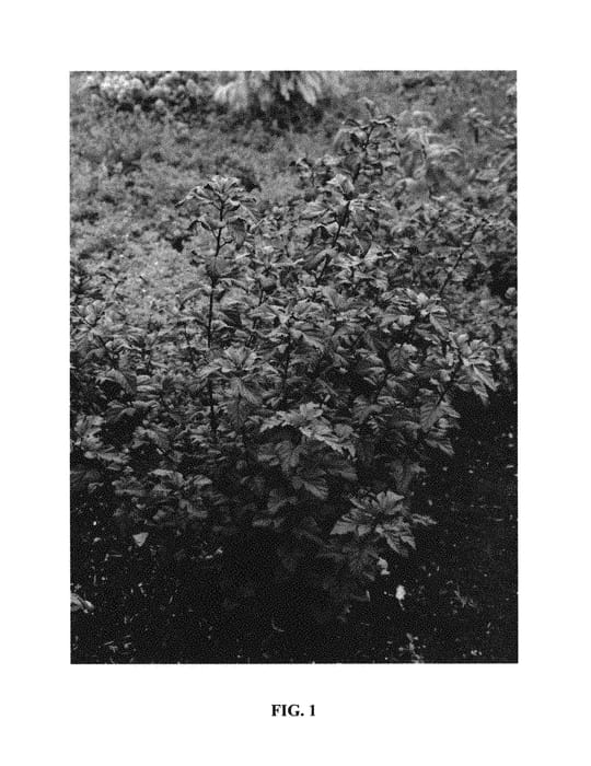 Figure 1 of US plant patent PP30820, the photograph of N5 printed in the patent.