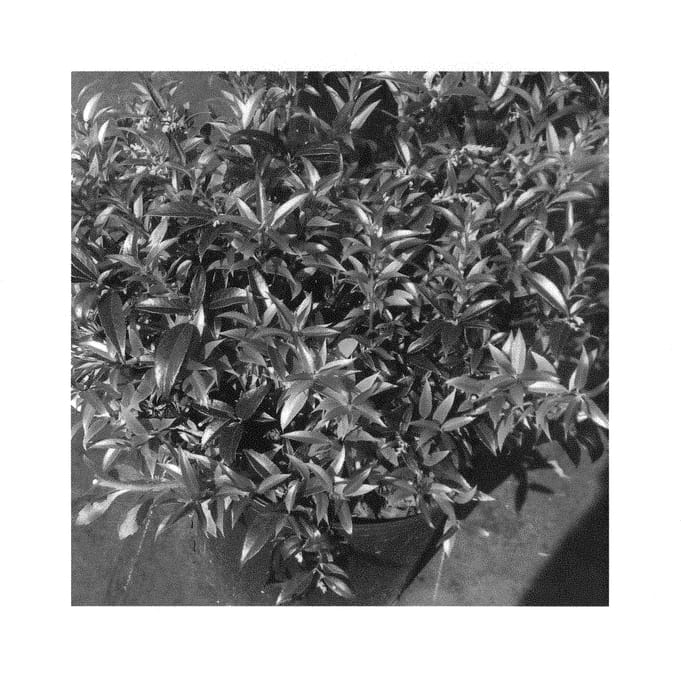 Figure 1 of US plant patent PP30821, the photograph of ReJoyce printed in the patent.