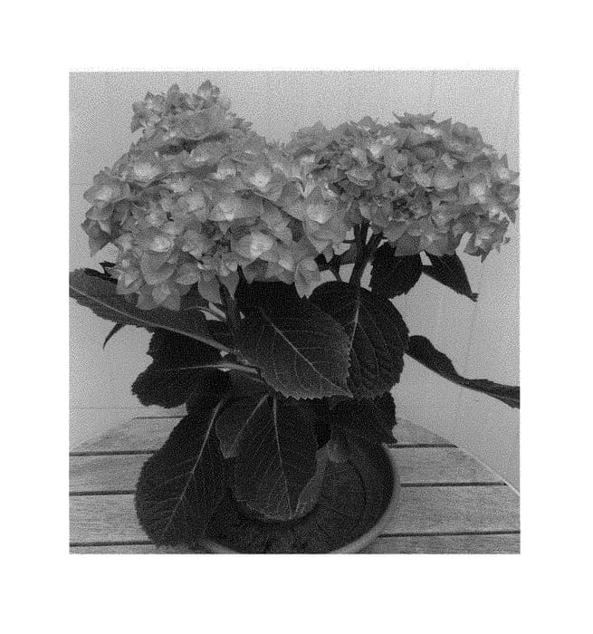 Figure 1 of US plant patent PP30822, the photograph of H216906 printed in the patent.