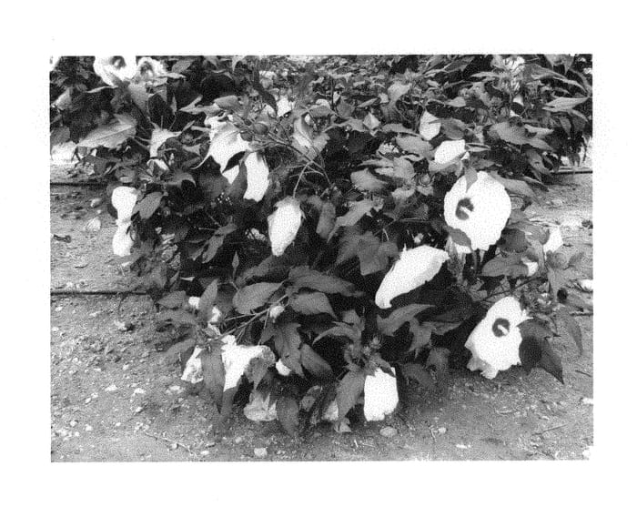 Figure 1 of US plant patent PP30824, the photograph of RutHib1 printed in the patent.