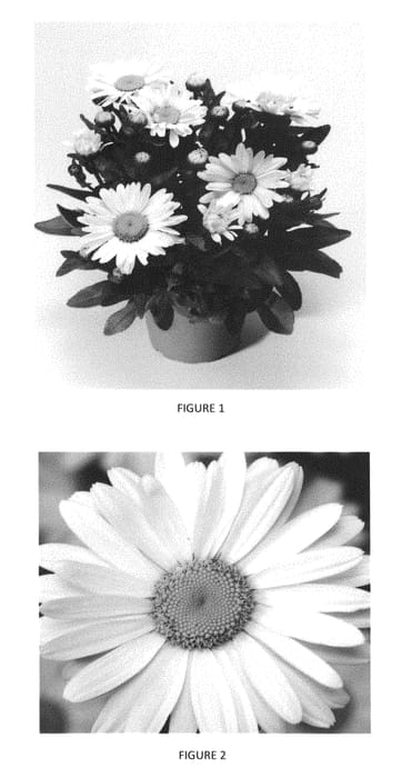 Figure 1 of US plant patent PP30826, the photograph of LEUZ0003 printed in the patent.