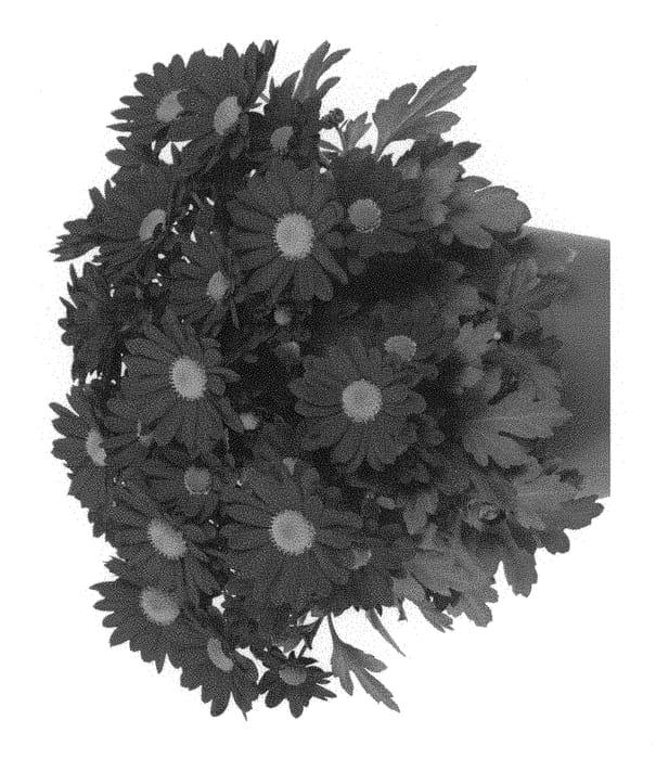Figure 1 of US plant patent PP30827, the photograph of Fichryswiros printed in the patent.