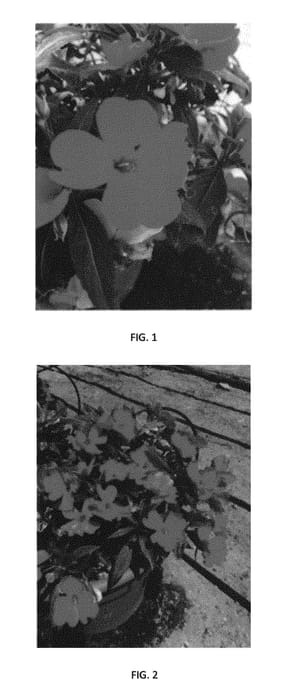 Figure 1 of US plant patent PP30828, the photograph of IMGZ0014 printed in the patent.