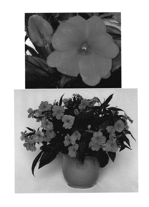 Figure 1 of US plant patent PP30829, the photograph of Duessppink printed in the patent.