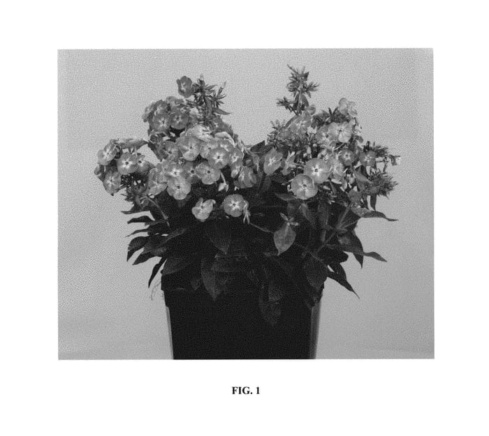 Figure 1 of US plant patent PP30830, the photograph of Versweta printed in the patent.