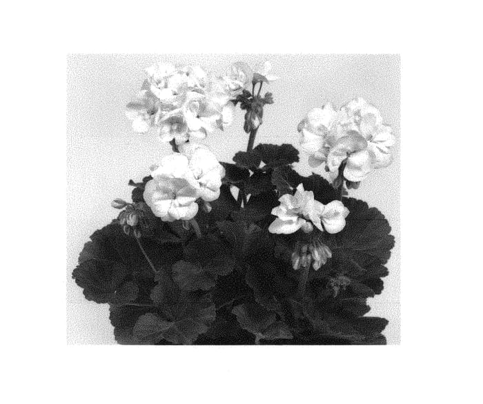 Figure 1 of US plant patent PP30831, the photograph of Paclara printed in the patent.