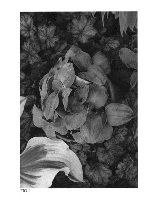 Figure 1 of US plant patent PP30832, the photograph of Blue Elf printed in the patent.