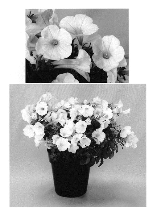 Figure 1 of US plant patent PP30833, the photograph of USTUN87002 printed in the patent.