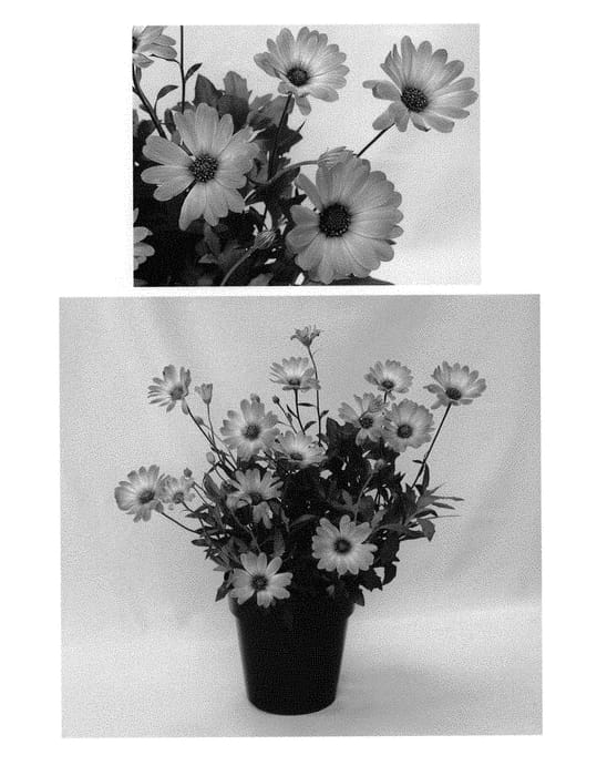 Figure 1 of US plant patent PP30834, the photograph of Inostepink printed in the patent.