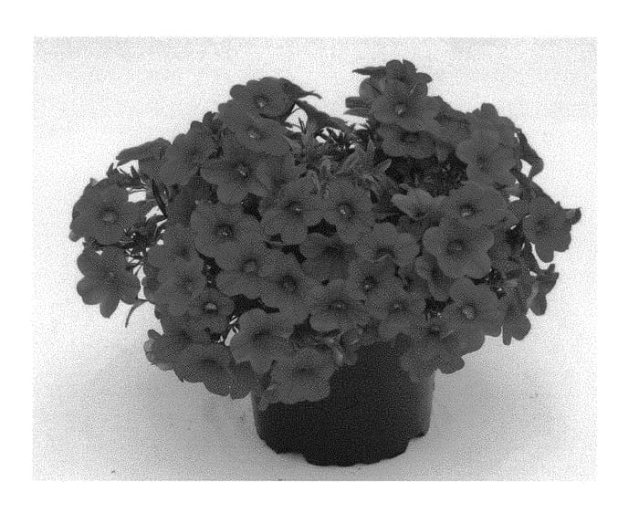 Figure 1 of US plant patent PP30835, the photograph of KLECA17038 printed in the patent.