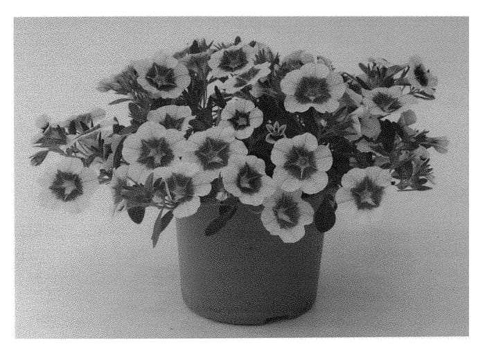 Figure 1 of US plant patent PP30836, the photograph of KLECA17029 printed in the patent.