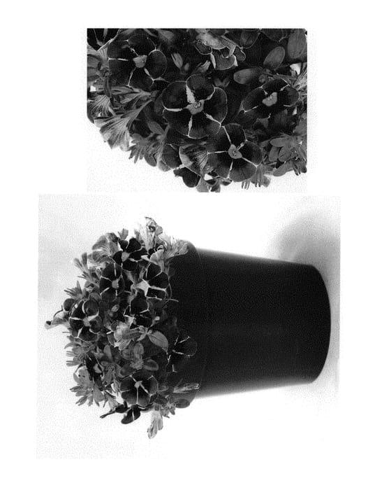Figure 1 of US plant patent PP30837, the photograph of BBCAL87705 printed in the patent.