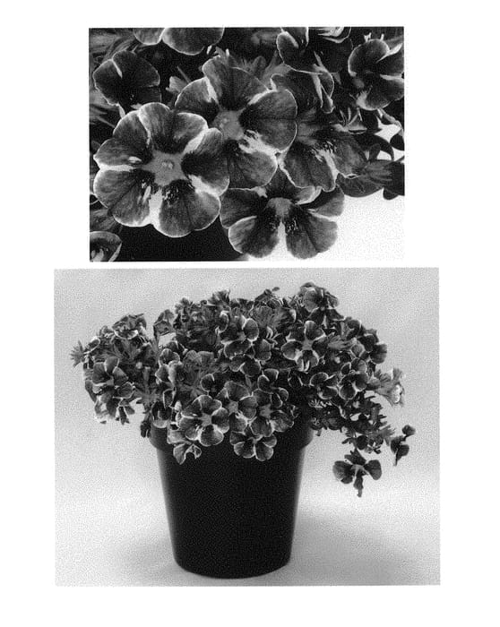 Figure 1 of US plant patent PP30838, the photograph of BBCAL85805 printed in the patent.