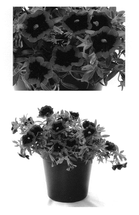 Figure 1 of US plant patent PP30839, the photograph of BBCAL81801 printed in the patent.