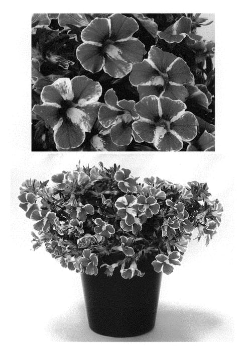 Figure 1 of US plant patent PP30840, the photograph of BBCAL85303 printed in the patent.