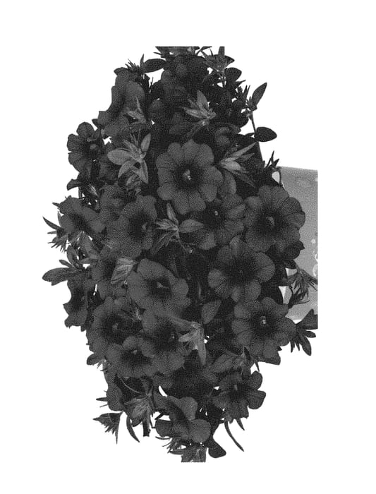 Figure 1 of US plant patent PP30841, the photograph of Duealkoneo printed in the patent.